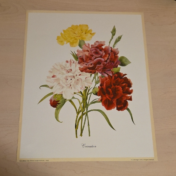 Pierre-Joseph Redoute Other - Carnation Poster by Pierre-Joseph Redoute, c. 1833